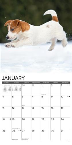 Jack Russell Puppies 2026 Wall Calendar