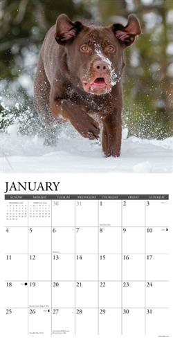 Labs 2026 Wall Calendar