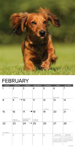 Long-haired Dachshunds 2026 Wall Calendar
