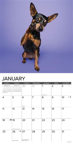 Mini Pinschers 2026 Wall Calendar