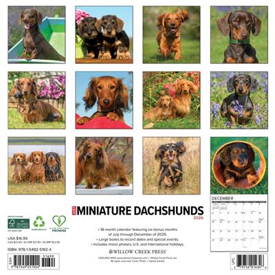 Miniature Dachshunds 2026 Wall Calendar