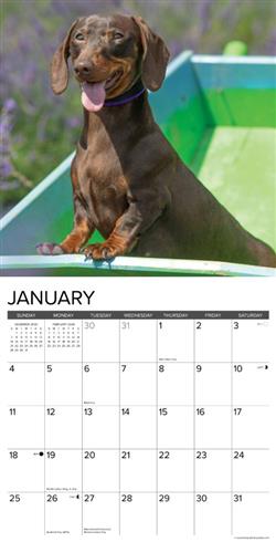 Miniature Dachshunds 2026 Wall Calendar
