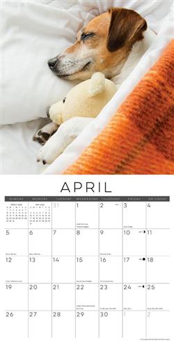 Naptime: Dogs & Puppies 2026 Wall Calendar