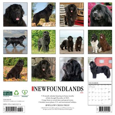Newfoundlands 2026 Wall Calendar