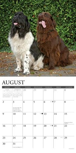 Newfoundlands 2026 Wall Calendar