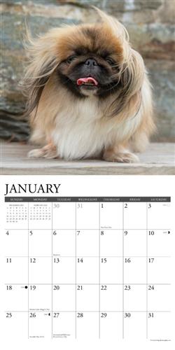Pekingese 2026 Wall Calendar