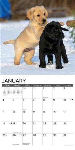 Puppy Playmates 2026 Wall Calendar