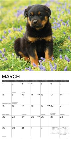 Rottweiler Puppies 2026 Wall Calendar