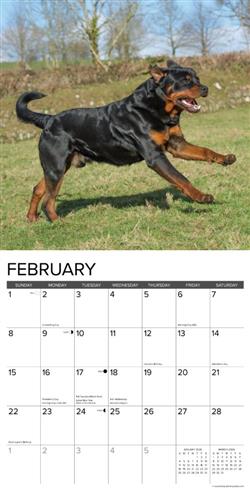 Rottweilers 2026 Wall Calendar
