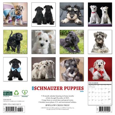 Schnauzer Puppies 2026 Wall Calendar