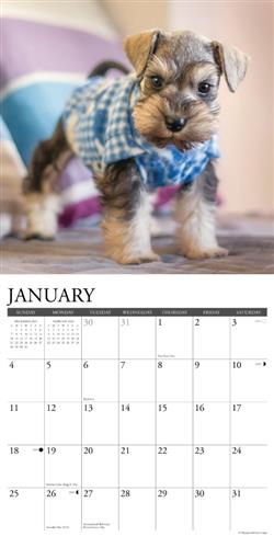 Schnauzer Puppies 2026 Wall Calendar