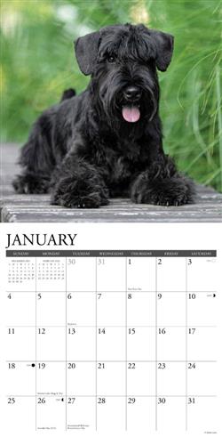 Schnauzers 2026 Wall Calendar