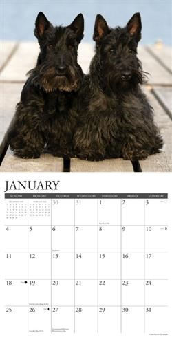 Scotties 2026 Wall Calendar