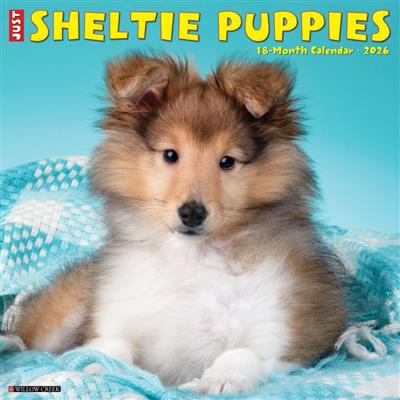 Sheltie Puppies 2026 Wall Calendar