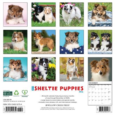 Sheltie Puppies 2026 Wall Calendar
