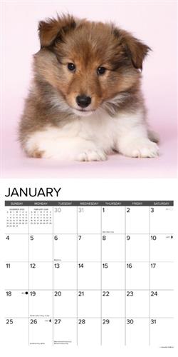 Sheltie Puppies 2026 Wall Calendar