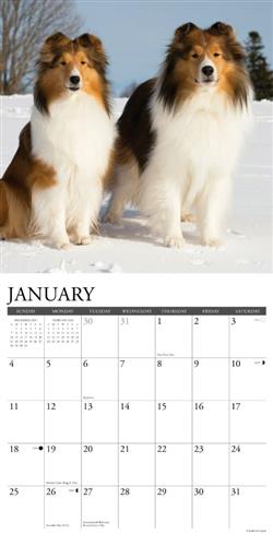 Shelties 2026 Wall Calendar