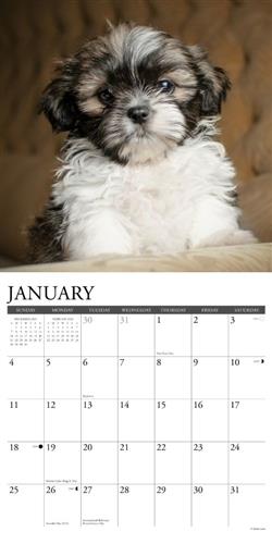 Shih Tzu Puppies 2026 Wall Calendar