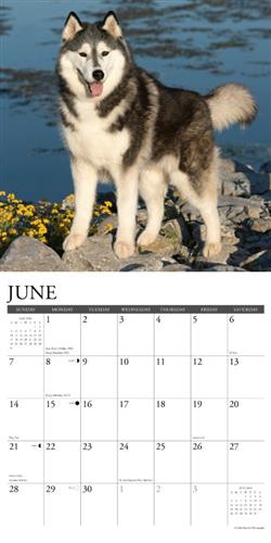 Siberian Huskies 2026 Wall Calendar