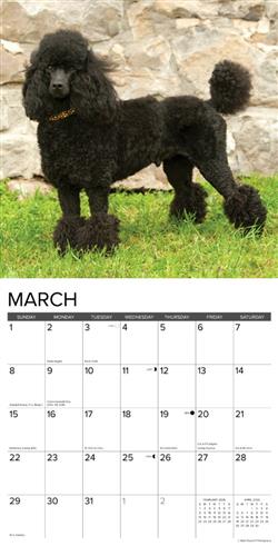Toy & Miniature Poodles 2026 Wall Calendar