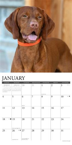Vizslas 2026 Wall Calendar
