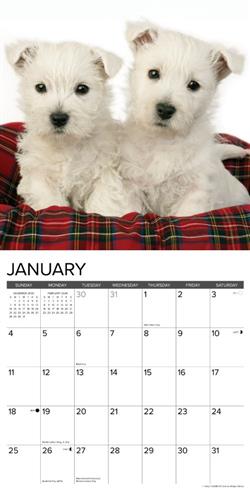 Westie Puppies 2026 Wall Calendar