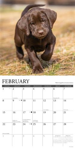 What Labs Teach Us 2026 Wall Calendar