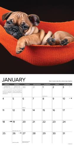 What Puppies Teach Us 2026 Wall Calendar