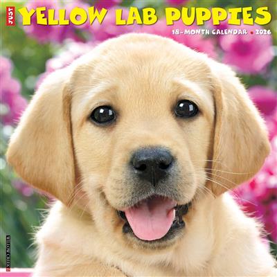 Yellow Lab Puppies 2026 Wall Calendar