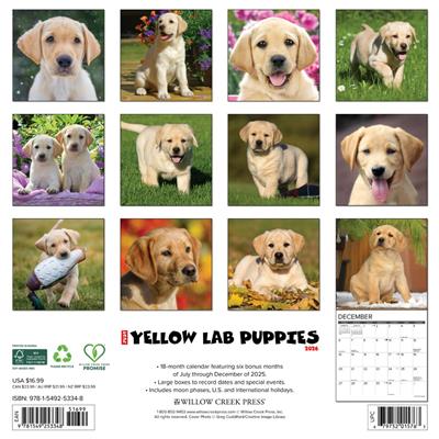 Yellow Lab Puppies 2026 Wall Calendar