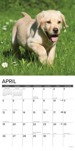 Yellow Lab Puppies 2026 Wall Calendar
