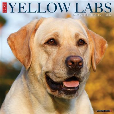Yellow Labs 2026 Wall Calendar