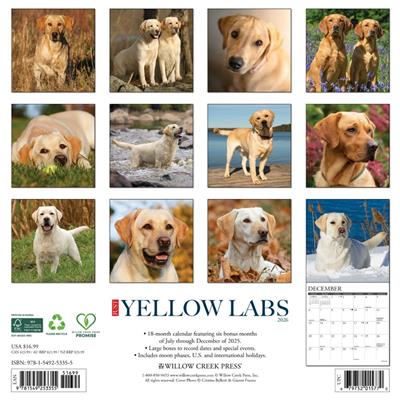Yellow Labs 2026 Wall Calendar