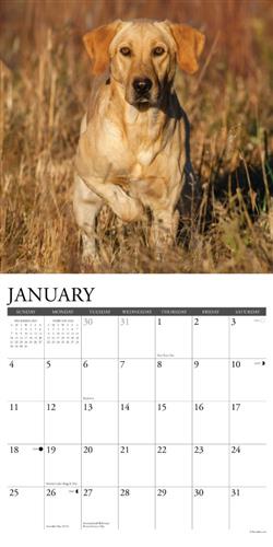 Yellow Labs 2026 Wall Calendar