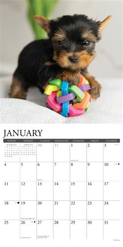 Yorkie Puppies 2026 Wall Calendar