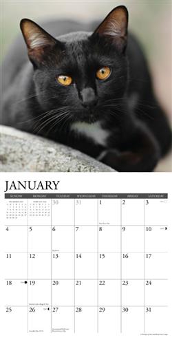 Black Cats 2026 Wall Calendar