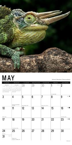 Scales 2026 Wall Calendar