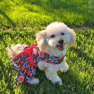 Blooming Blue and Peach Floral Dog Dress