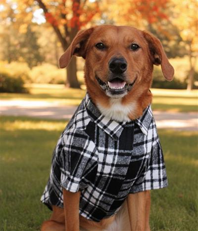 Flannel Dog Shirt - Black and White Plaid