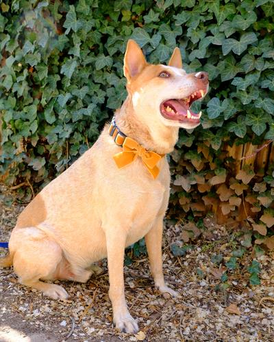 Velvet Bow Collar Set - 20+ Colors