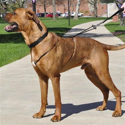 Holt Adjustable Dog Control Harness Black 1ea/MD, 20 in