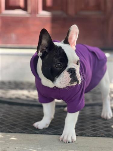 Apple Hoodie - Boysenberry