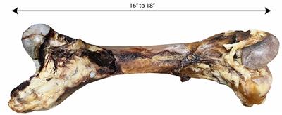 13-18" Monster Bone - With Scoochie Cigar Band