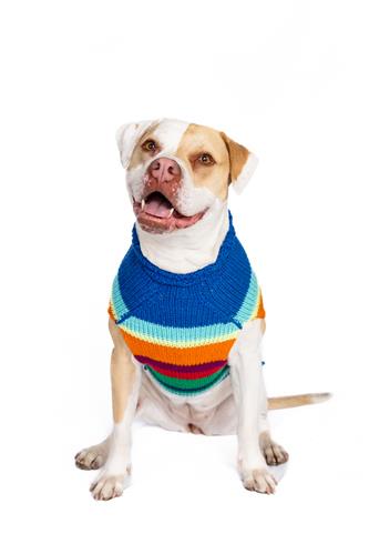 Alpaca Royal Stripe Dog Sweater