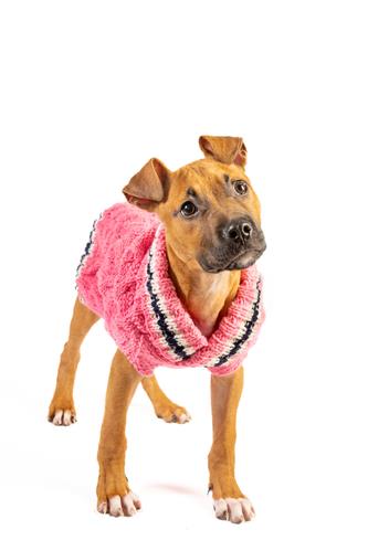 PREPPY PINK Cable Knit Wool Dog Sweater