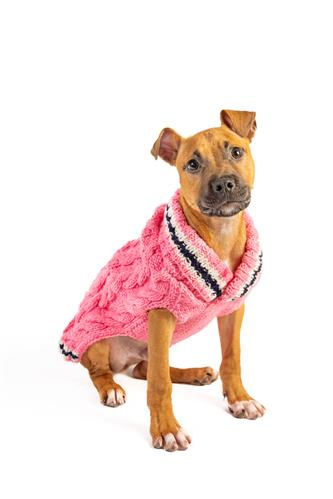 PREPPY PINK Cable Knit Wool Dog Sweater