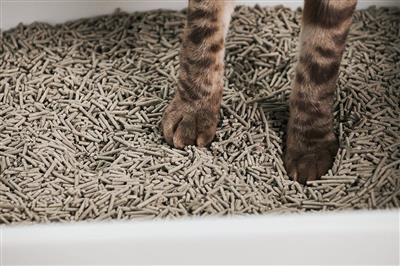 Cubby Litter Box