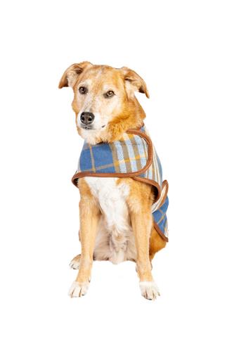 Western Plaid Dog Coat
