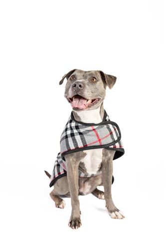 Steel Tartan Plaid Dog Coat