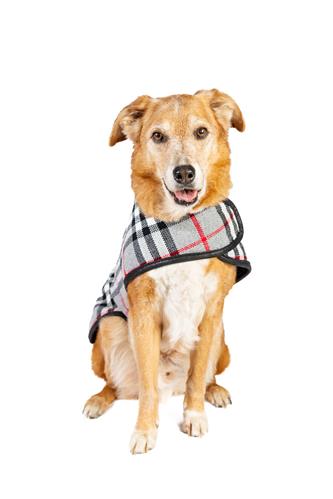 Steel Tartan Plaid Dog Coat